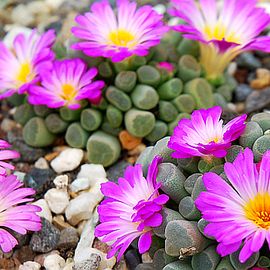 Frithia pulchra