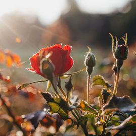 ROSENGARTEN-Tierbestattung Hamburg in Hamburg