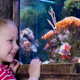 Clownfische im SEA LIFE Oberhausen