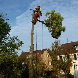 Grün & mehr Garten- und Landschaftsbau Thorsten Merkle in Esslingen