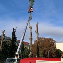 SK GaLaBau Sven Kröbel in Königs Wusterhausen