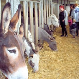 Esel- & Landspielhof Nessendorf in Blekendorf