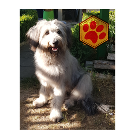 Hundesalon Fellwechsel - Beauty für Ihren Hund in Arnstadt