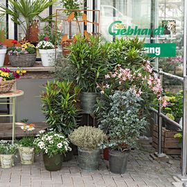 Markus Gebhardt / Gartencenter in Aachen