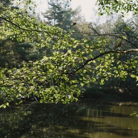 FriedWald Hasbruch in Hude in Oldenburg