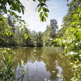 FriedWald Hasbruch in Hude in Oldenburg