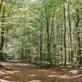 FriedWald Hasbruch in Hude in Oldenburg