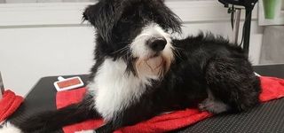 Bild zu Hundesalon Hexenwerk – Ihr Hundesalon in Böblingen