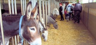 Bild zu Esel- & Landspielhof Nessendorf