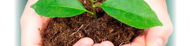 Bild zu Verde Gartenbau Meisterbetrieb, Philipp E. Seeger