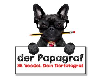 Logo von der Papagraf - Dein Hundefotograf für Köln und Umgebung in Köln
