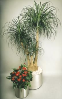 Hydrokultur Bierbaum