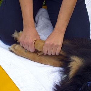 Praxis für Kleintiere und Tierphysiotherapie Elma Strauch