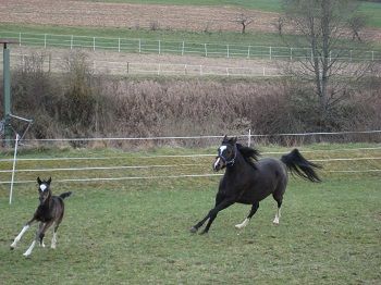 Steiff Hagar Dr.med.vet., Fachtierärztin für Pferde