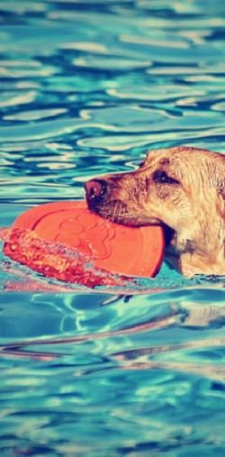 Dogvitality - Praxis für Hundephysiotherapie