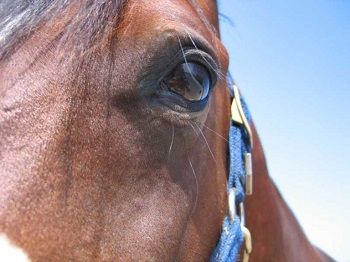 Steiff Hagar Dr.med.vet., Fachtierärztin für Pferde