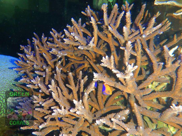 GREEN CORALS