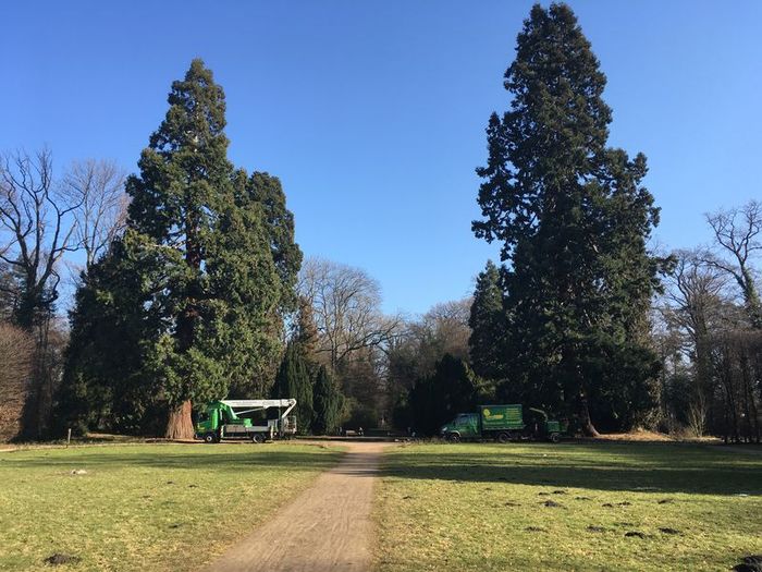 ArborCare·ca professioneller Baumdienst/Baumpflege/Seilklettertechnik Bonn