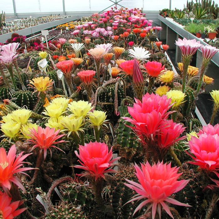 Echinopsis für Mash_Gewebe