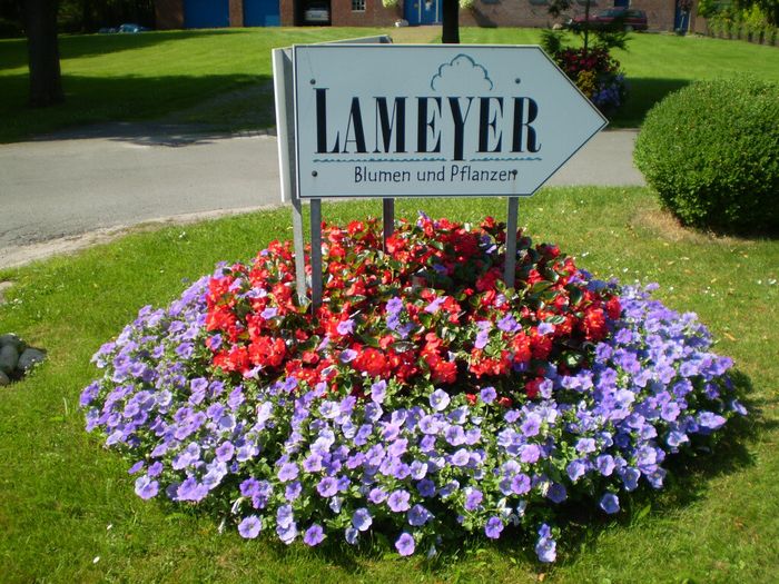 Blumen und Pflanzen Lameyer