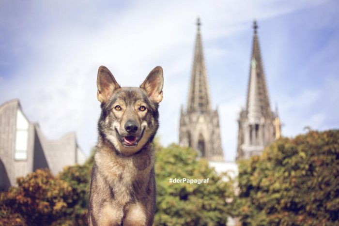 der Papagraf - Dein Hundefotograf für Köln und Umgebung