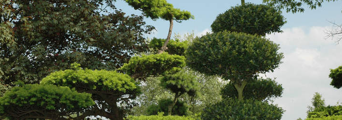 Gehlhaar GartenBaumschule