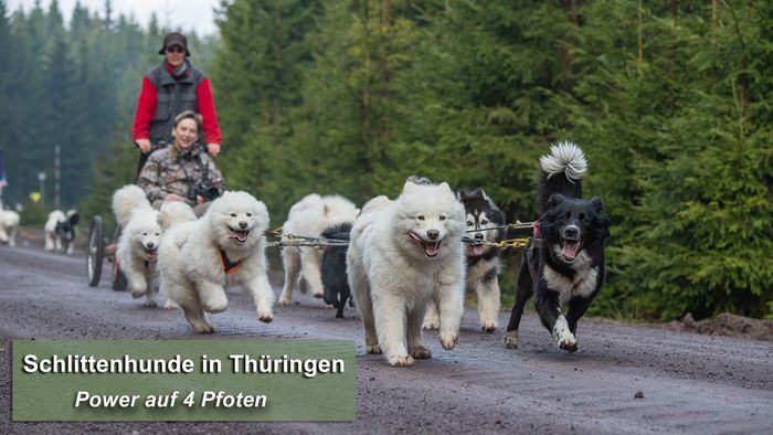 Schlittenhunde in Thüringen / Hundesalon