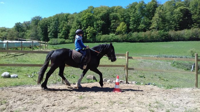 Welsh Cob Gestüt Llaun - Reiterhof